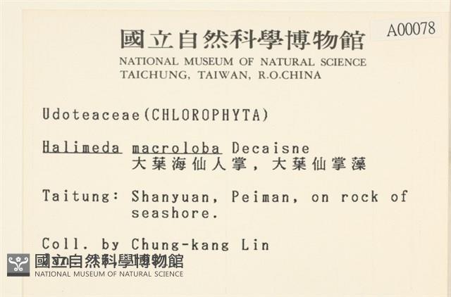 大葉海仙人掌, 大葉仙掌藻藏品圖，第2張