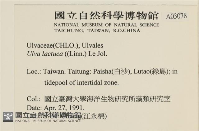 大石蓴, 石蓴藏品圖，第2張