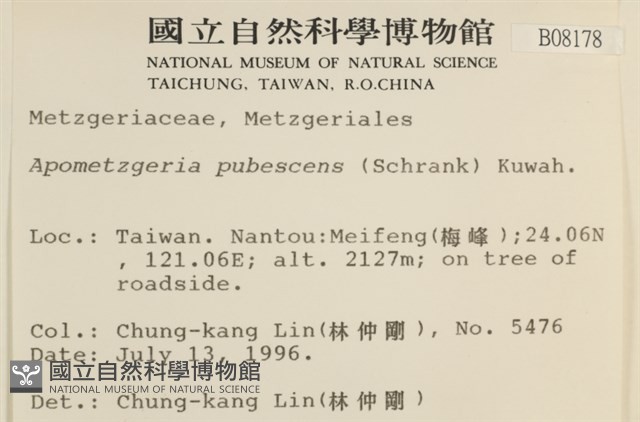 毛擬叉苔藏品圖，第2張