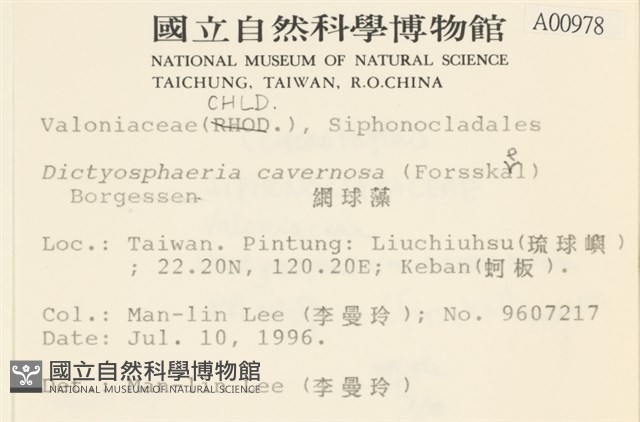 網球藻藏品圖，第2張