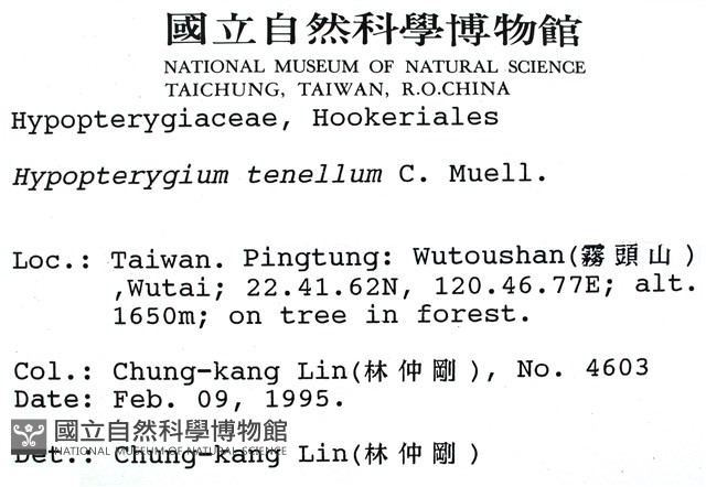 南亞孔雀蘚藏品圖，第2張