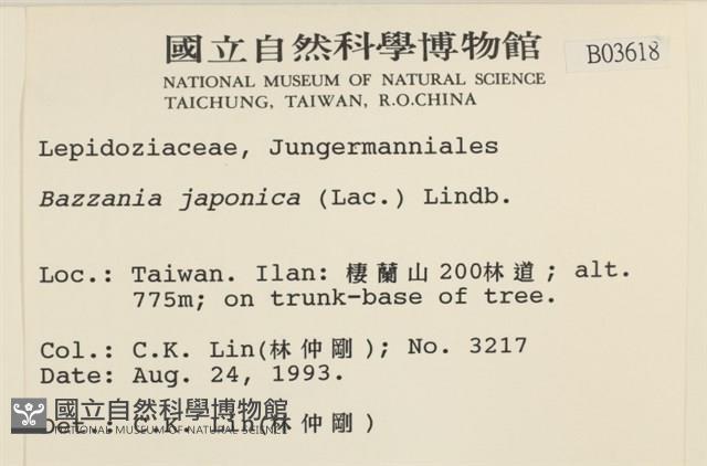 日本鞭苔藏品圖，第2張