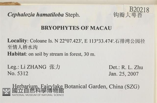 鉤瓣大萼苔藏品圖，第2張