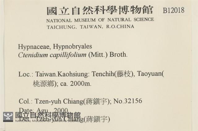 細葉櫛葉蘚, 毛葉梳蘚藏品圖，第2張