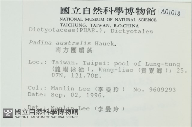 南方團扇藻藏品圖，第2張