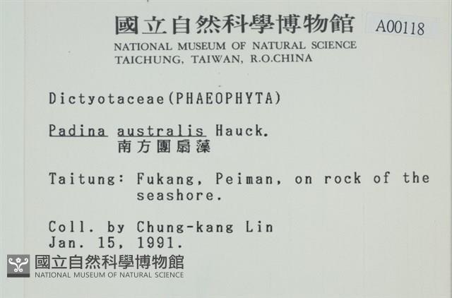 南方團扇藻藏品圖，第2張