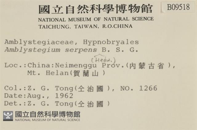 柳葉蘚藏品圖，第2張