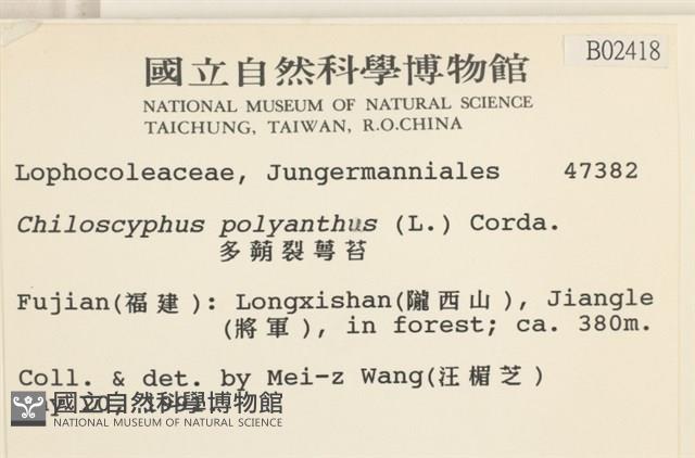 多胞裂萼苔藏品圖，第2張