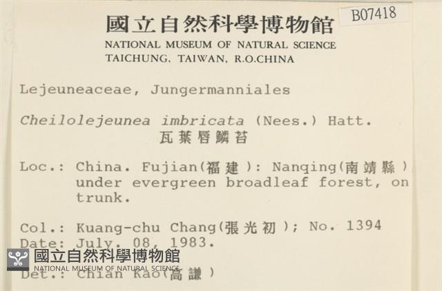 瓦葉唇鱗苔藏品圖，第2張