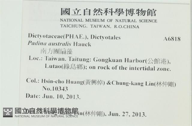 南方團扇藻藏品圖，第2張