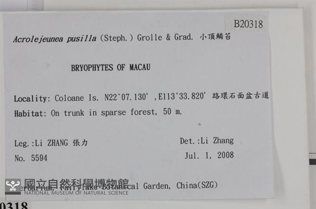 小頂鱗苔藏品圖，第2張