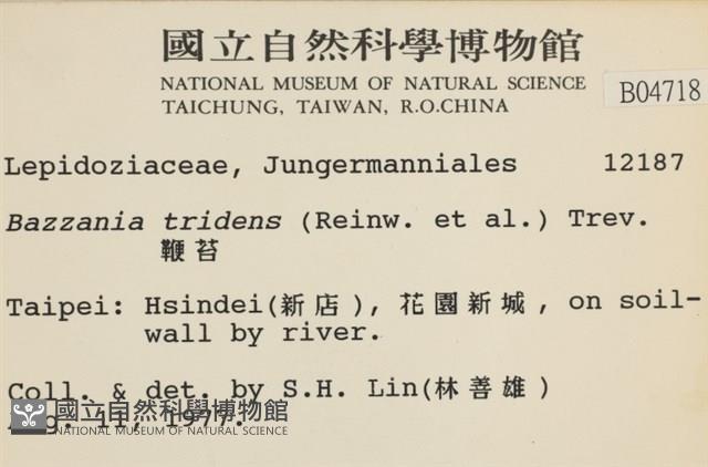 鞭苔,三裂鞭苔藏品圖，第2張