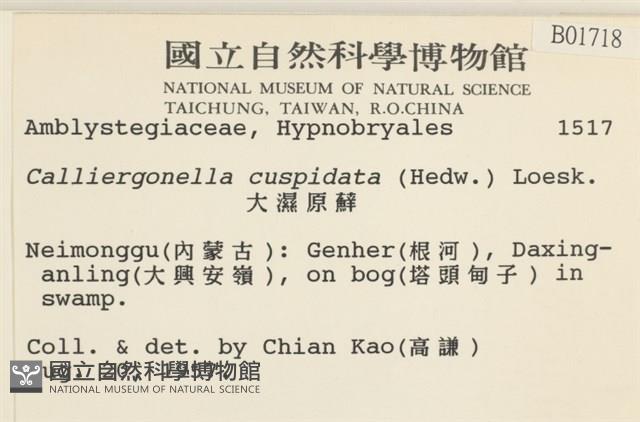 大濕原蘚藏品圖，第2張