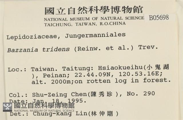 鞭苔,三裂鞭苔藏品圖，第2張