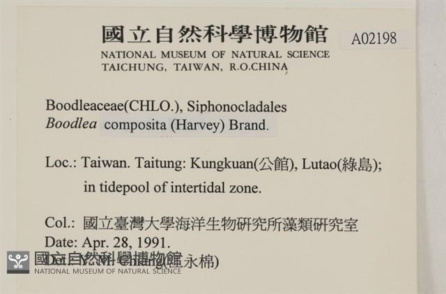 布氏藻藏品圖，第2張