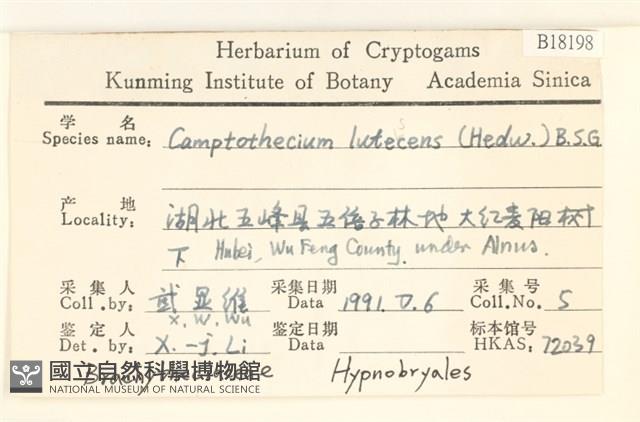 斜蒴蘚, 黃斜蒴蘚藏品圖，第2張