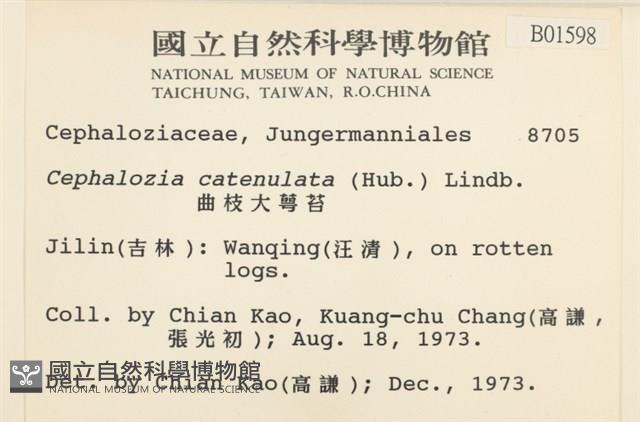 曲枝大萼苔藏品圖，第2張