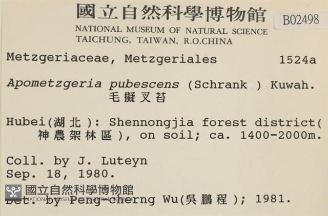 毛擬叉苔藏品圖，第2張