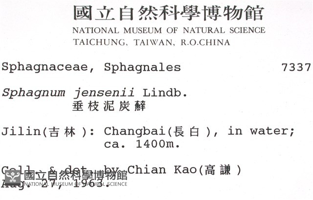 垂枝泥炭蘚藏品圖，第2張