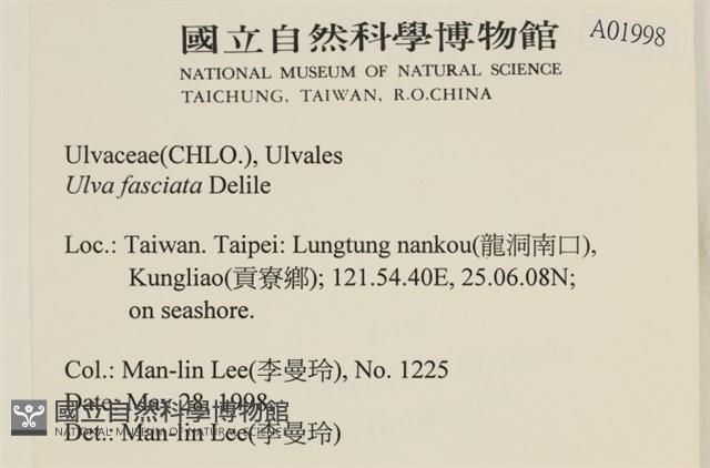 長片石蓴, 裂片石蓴藏品圖，第2張