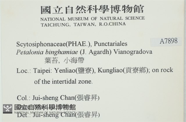 葉苔, 小海帶藏品圖，第2張