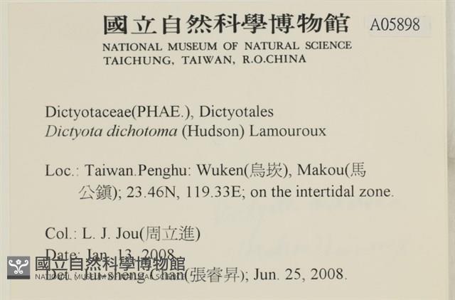 網目藻藏品圖，第2張