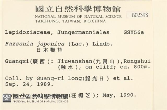 日本鞭苔藏品圖，第2張