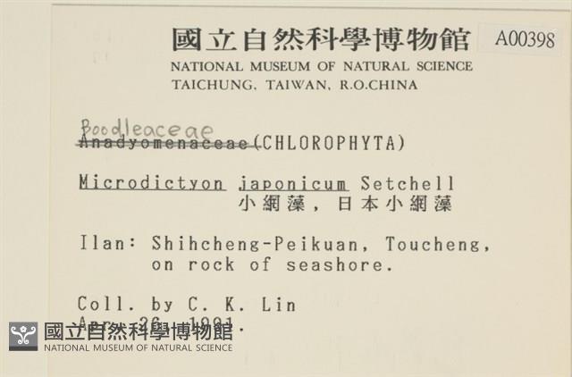 小網藻, 日本小網藻藏品圖，第2張