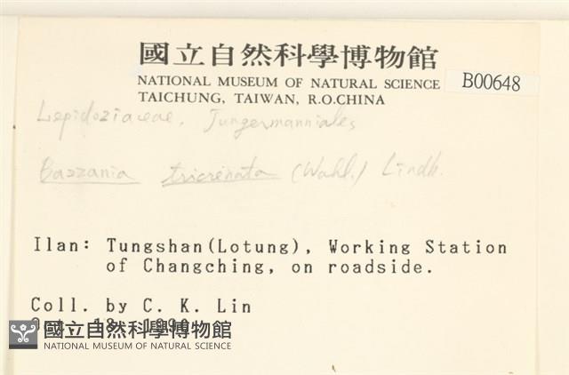 三齒鞭苔藏品圖，第2張