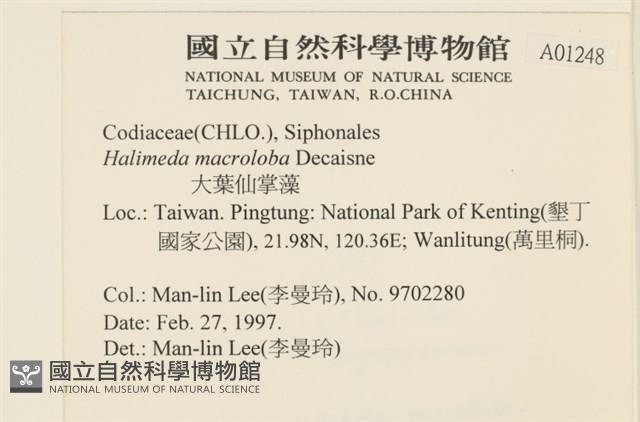 大葉海仙人掌, 大葉仙掌藻藏品圖，第2張