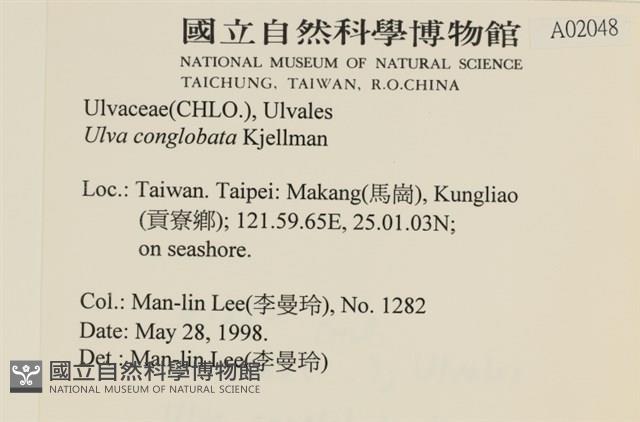 茶花石蓴, 牡丹菜藏品圖，第2張