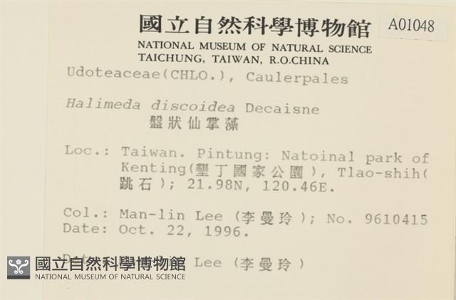 盤狀仙掌藻藏品圖，第2張