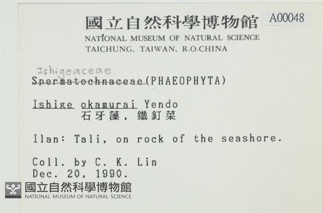 石牙藻, 石牙菜, 鐵釘菜藏品圖，第2張