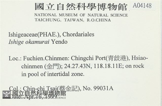 石牙藻, 石牙菜, 鐵釘菜藏品圖，第2張