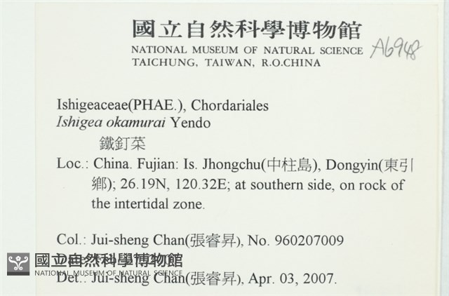 石牙藻, 石牙菜, 鐵釘菜藏品圖，第2張