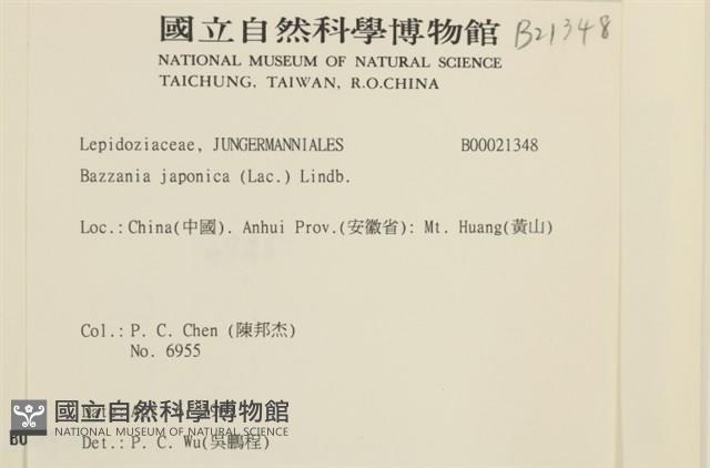 日本鞭苔藏品圖，第2張