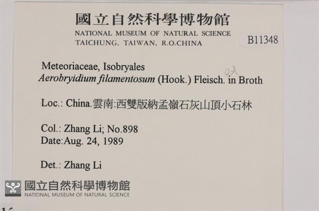 毛扭蘚藏品圖，第2張