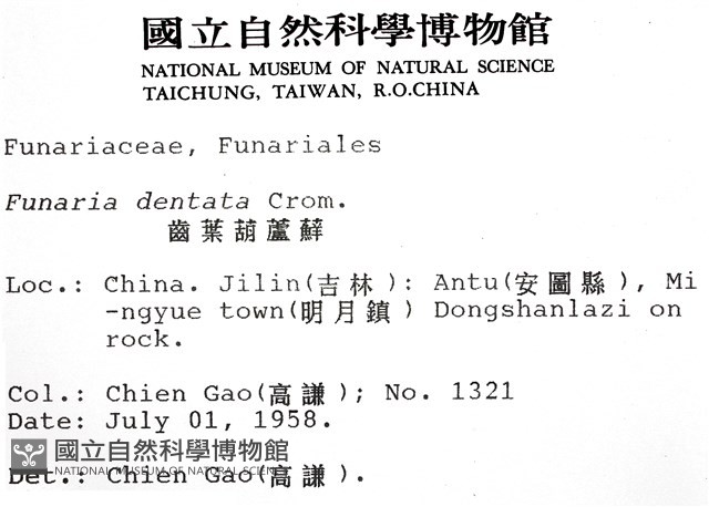 齒葉葫蘆蘚藏品圖，第2張