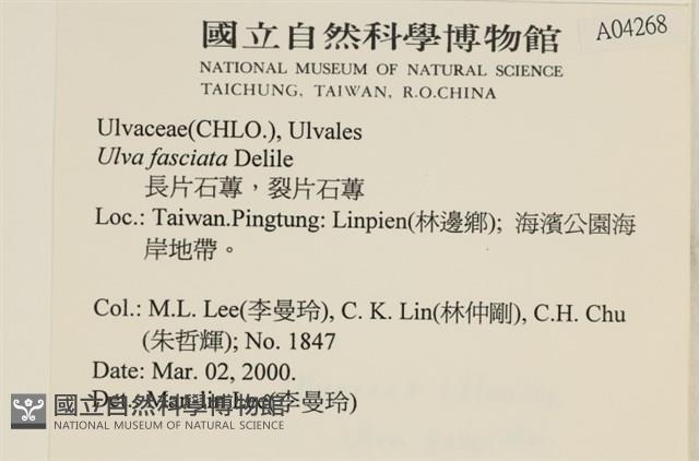 長片石蓴, 裂片石蓴藏品圖，第2張