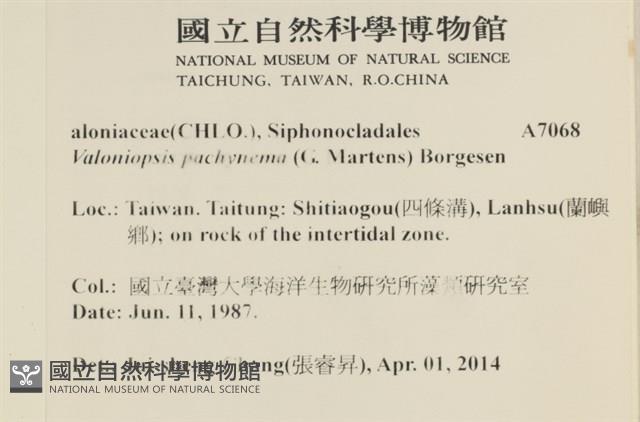 指枝藻藏品圖，第2張