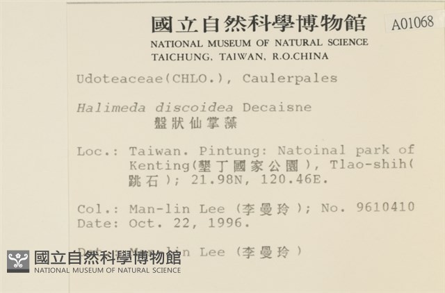 盤狀仙掌藻藏品圖，第2張