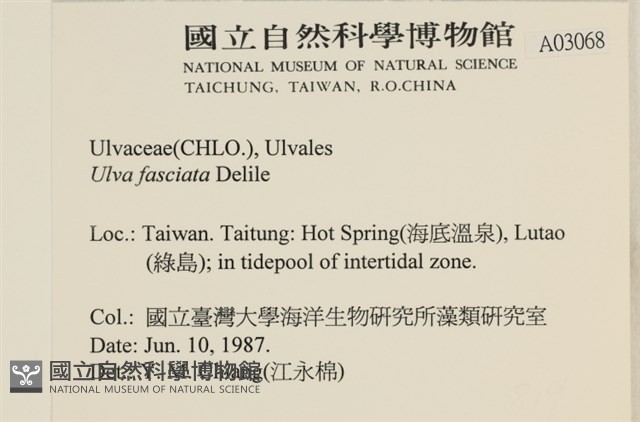 長片石蓴, 裂片石蓴藏品圖，第2張