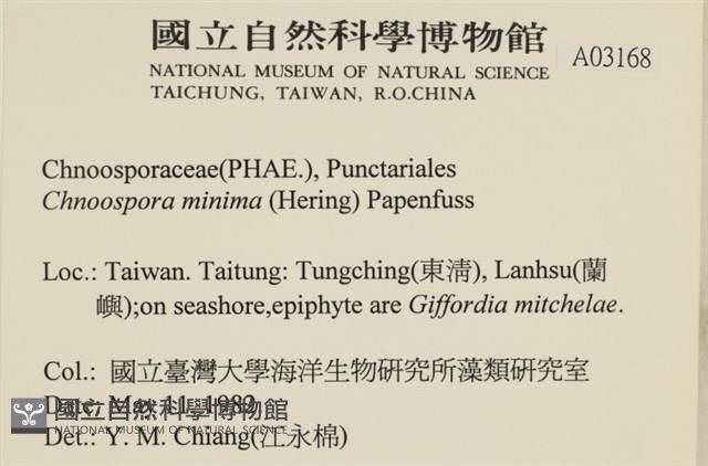 小毛孢藻, 小鹿角苔藏品圖，第2張