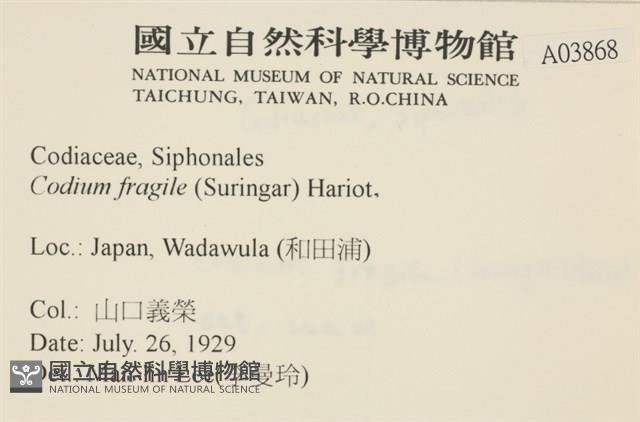 水松, 松藻藏品圖，第2張