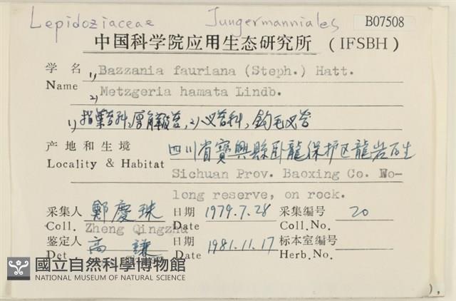 厚角鞭苔藏品圖，第2張