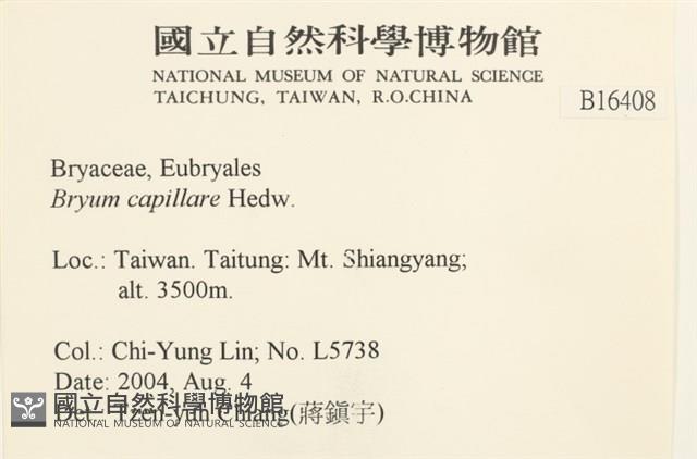 細葉真蘚藏品圖，第2張