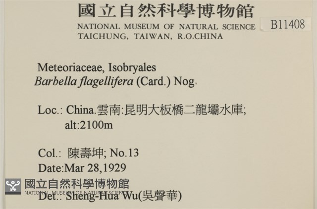 鞭枝懸蘚藏品圖，第2張