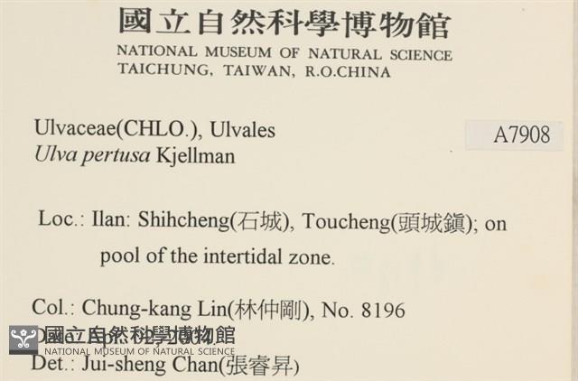 石蓴藏品圖，第2張