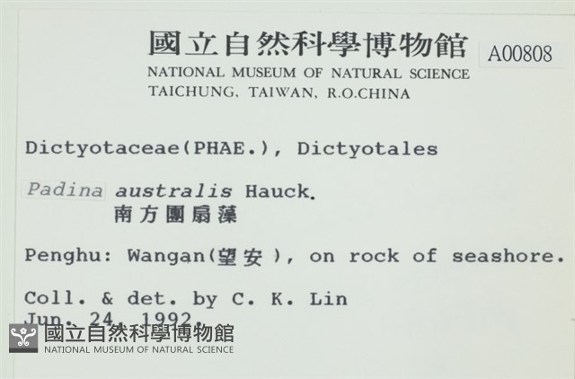南方團扇藻藏品圖，第2張
