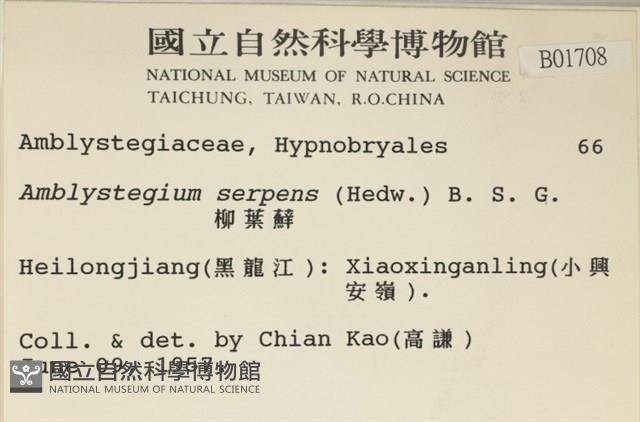 柳葉蘚藏品圖，第2張